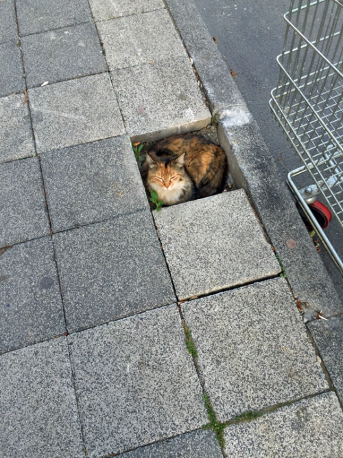 Cat Pavers