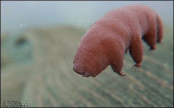 Tardigrade Swimming
