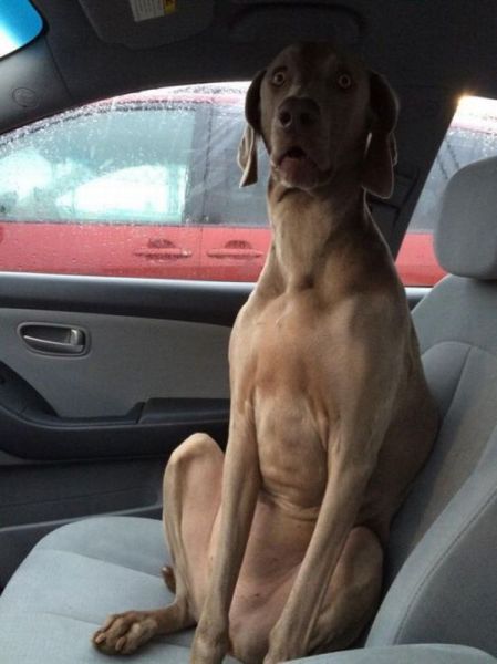 Dog Hates Your Music