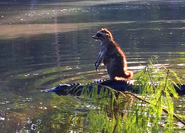 Raccoon & Gator
