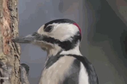Woodpecker Lips