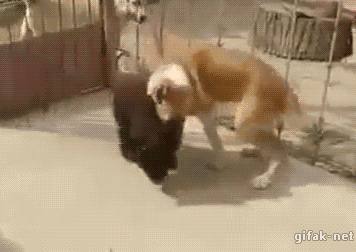 Bear Cub Pwns Dog