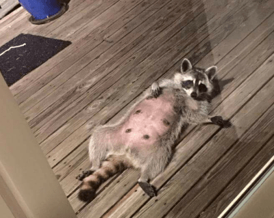 Raccoon Pron