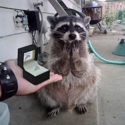 Raccoon Proposal