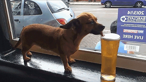 Beer Dog