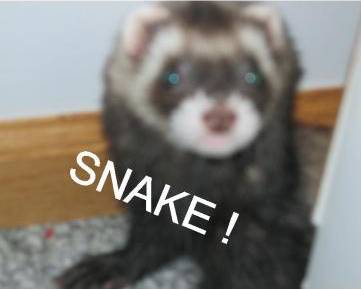 lol-ferret-snake