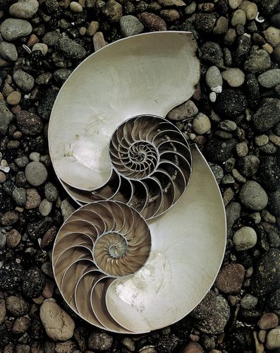 Nautilus Shells 1947 Edward Weston