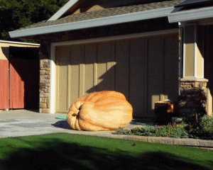 bigass sleeping pumpkin animated