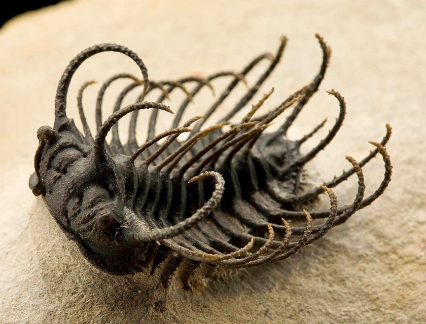trilobite fossil