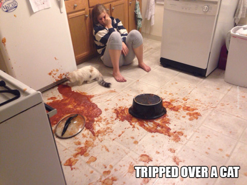 Tripped Over A Cat