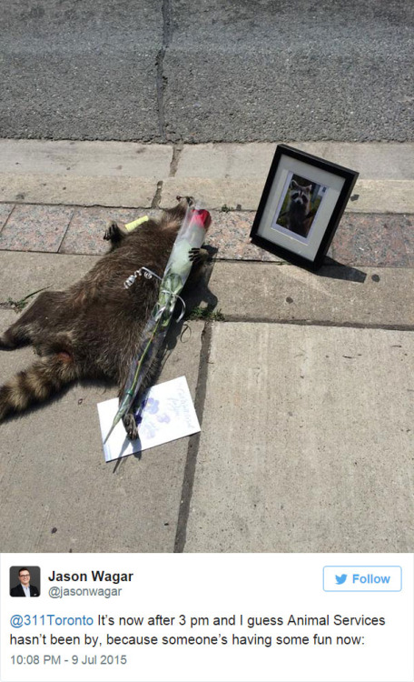 dead raccoon 2