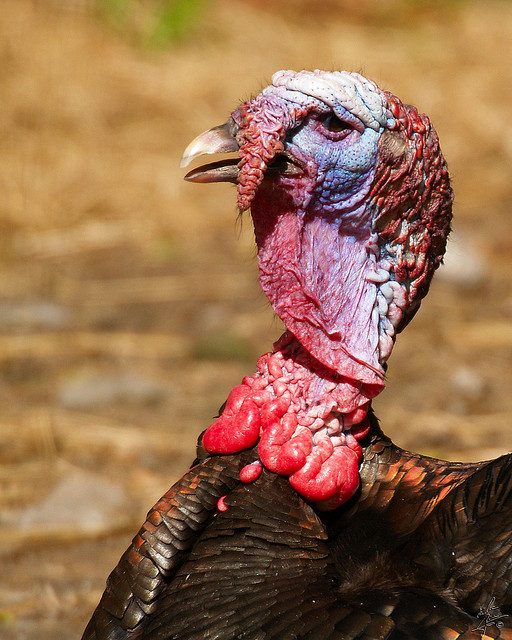 Evolution Is Awesome