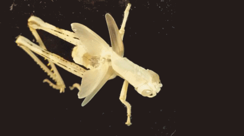 Grasshopper Nymph Shell