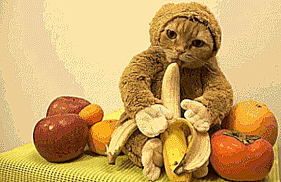 Still Life With Monkey [0]