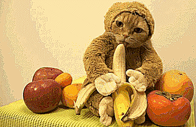 Still Life With Monkey