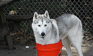 Trapped In A Bucket