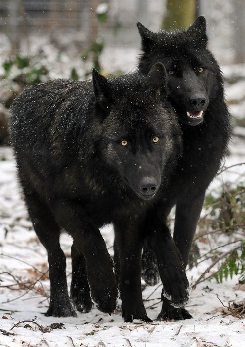 Wolves