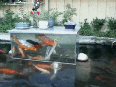 fish-tower
