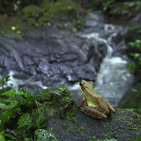Frog Leap