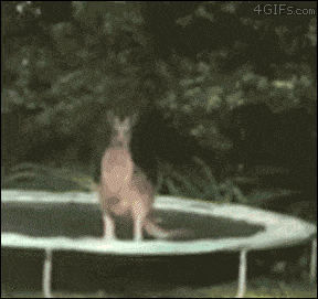 Kangaroo Trampoloo