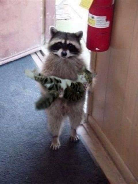 Racoon and Kitten