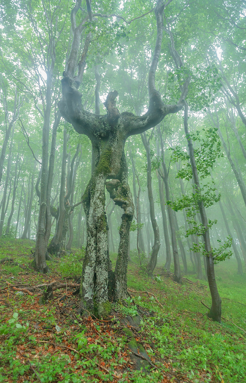 Treebeard