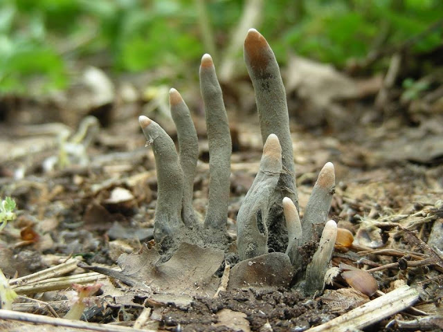 Dead Man's Fingers