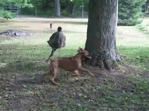Emu Dog Chase