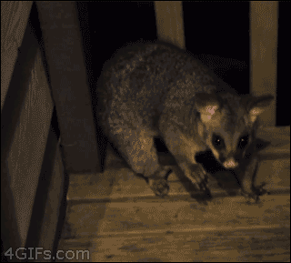 Kinkajou Fu