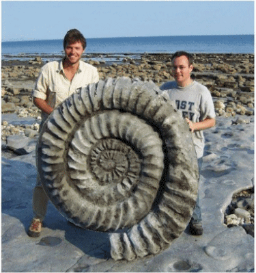 Ammonite Beach Spin
