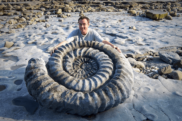 Ammonite Replica 2