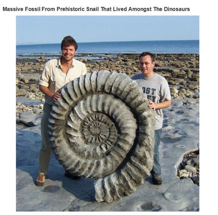 Ammonite