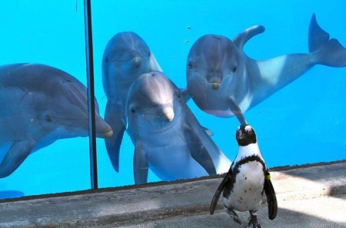 Dolphins Meet Penguin