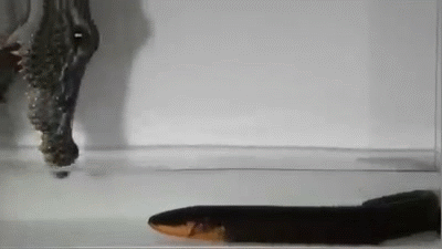 Eel Leaping