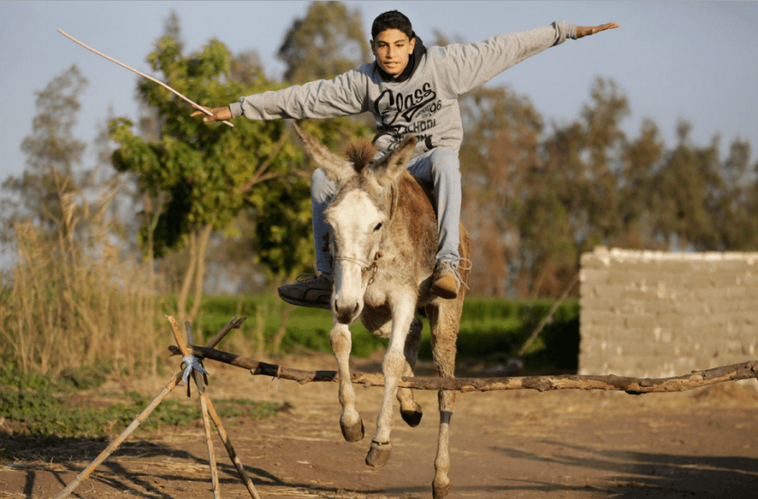 Egyptian Donkey Jump