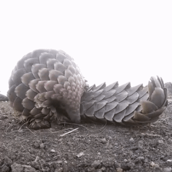 Pangolin