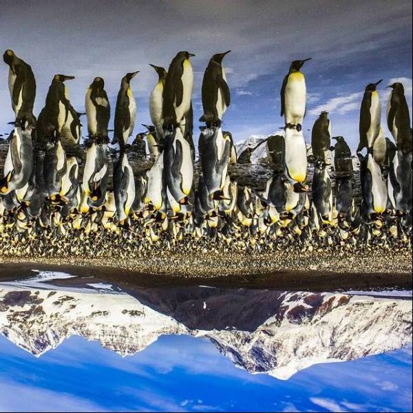 penguins-as-seen-from-the-northern-hemisphere