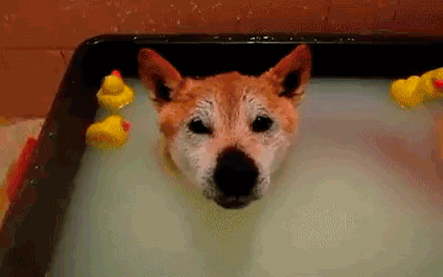 doggie-duckies