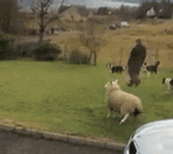 sheep-dog