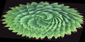 succulent-300x150-flat-spin