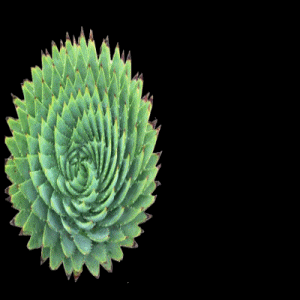 succulent-300x300-bouncesplat-2