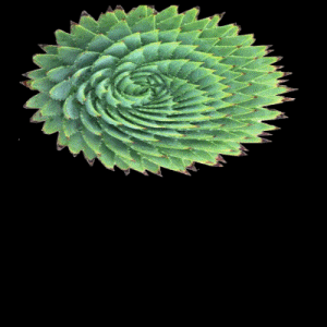 succulent-300x300-bouncesplat