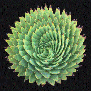 succulent-300x300-color-shift