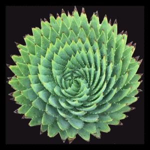 succulent-300x300-flips