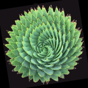 succulent-300x300-spin