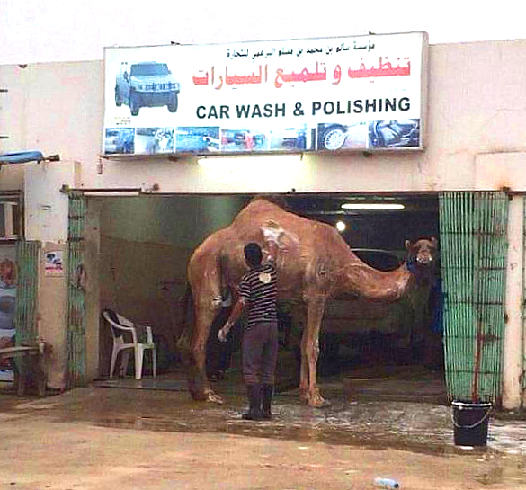 wash-your-camel