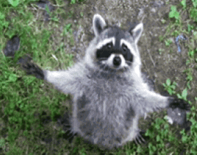 raccoon-chill-out