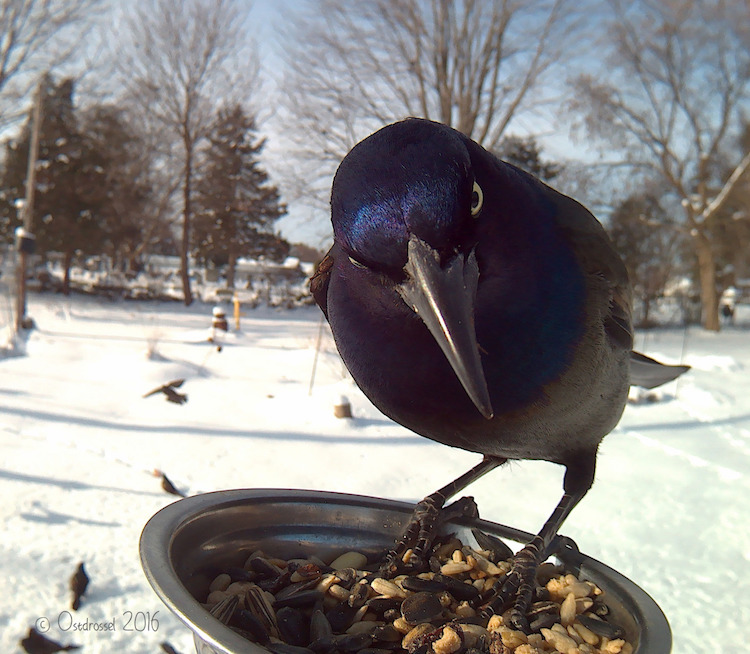grackle