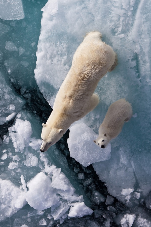 polar-ice-bear-cicles