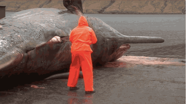 whale-carcass-explodes